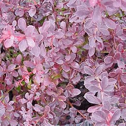 Berberis_CrimsonPygmy3001